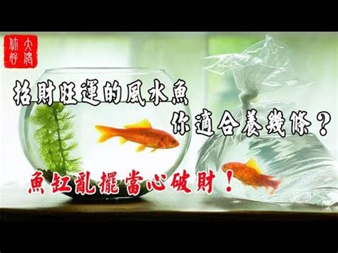 養蝦招財|“養魚會影響風水嗎？風水專家教你如何佈置養魚空間招財聚富”